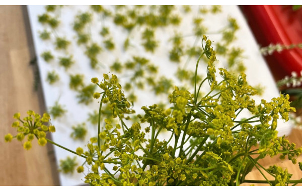 Magia Kwiatów: Zbieranie i Suszenie Kwiatów jako Sztuka i Terapia